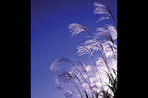 Elephant grass emits one seventh of the carbon dioxide produced by natural gas when used as a heating fuel
